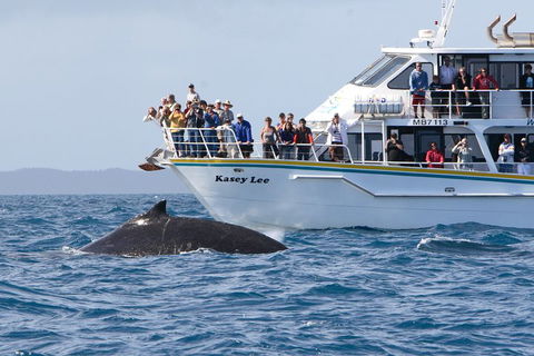 Phillip Island Whale Watching Tour - Gold Coast 4