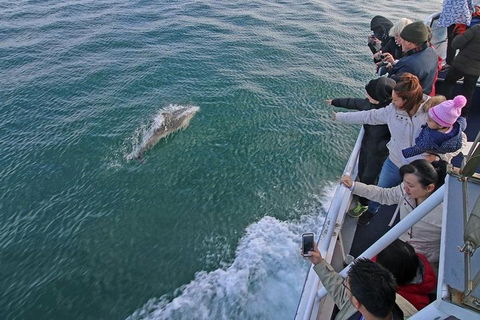 Phillip Island Whale Watching Tour - Gold Coast 5