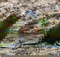 Phillip Island Seal-Watching Cruise - Gold Coast