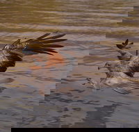 Litchfield and Jumping Crocodiles Full Day Trip from Darwin - Gold Coast