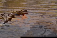 Litchfield and Jumping Crocodiles Full Day Trip from Darwin