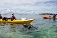Seal Island and Penguin Island or Point Peron Sea Kayak Tour, Perth