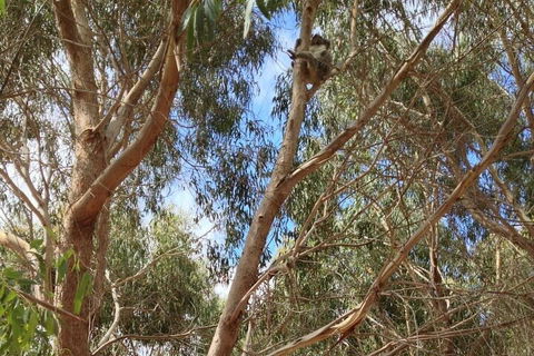 Kangaroo Island 4WD Tour - Best Of KI In 2 Days - Tourism Gold Coast 0
