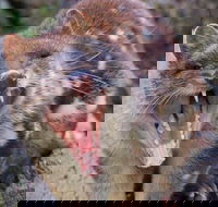 After Dark Tasmanian Devil Feeding Tour at Cradle Mountain - Gold Coast