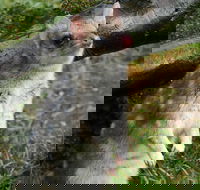 1-Hour Tasmanian Devil Feeding Day Tour at Cradle Mountain - Gold Coast