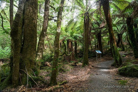 Mt Field And Styx Valley Photography Tour - Tourism Gold Coast 2