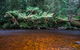 Mt Field And Styx Valley Photography Tour - thumb 4