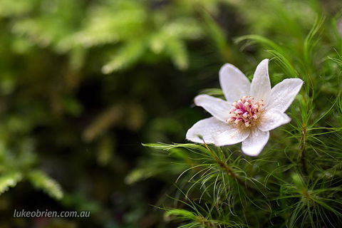 Mt Field And Styx Valley Photography Tour - Tourism Gold Coast 5