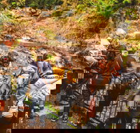 Full-day Springbrook National Park Tour from the Gold Coast - Tourism Gold Coast