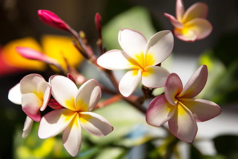 Byron Bay Combo: Hinterland Tour Including Minyon Falls And Kayaking With Dolphins - Gold Coast 1