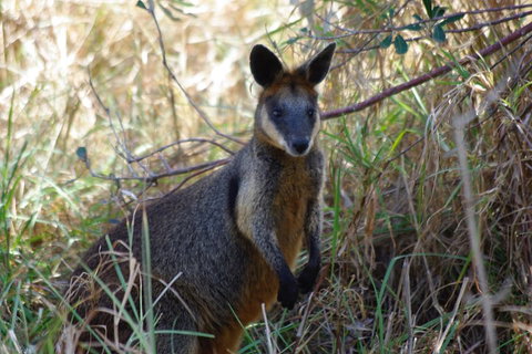 Byron Bay Combo: Hinterland Tour Including Minyon Falls And Kayaking With Dolphins - Gold Coast 2