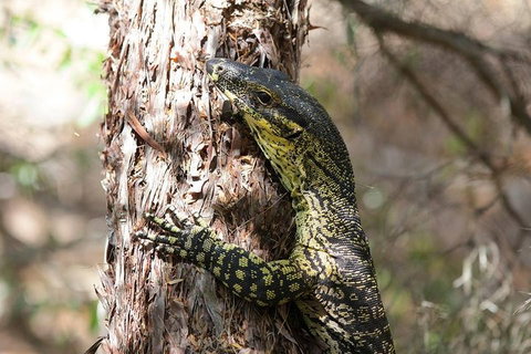 Byron Bay Combo: Minyon Falls And Hinterland Day Trip And Learn To Surf At Byron Bay - Gold Coast 0