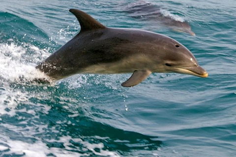 1.5HR Mudjimba Island Wildlife Safari - Tourism Gold Coast 0