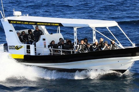 Mooloolaba Whale Watching Tour - Tourism Gold Coast 0