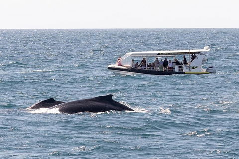 Mooloolaba Whale Watching Tour - Tourism Gold Coast 1