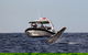 Mooloolaba Whale Watching Tour - thumb 2