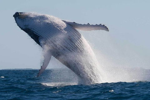 Mooloolaba Whale Watching Tour - Tourism Gold Coast 3