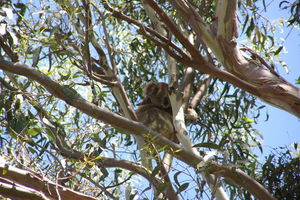 Stradbroke Island 4WD Day Trip from Brisbane