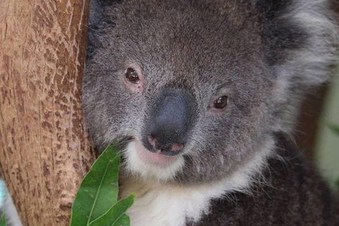 All Inclusive Blue Mountains Small-Group Day Trip From Sydney - Tourism Gold Coast 1