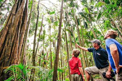 Natural Bridge & Springbrook Waterfalls Tour + Hot Air Balloon With Breakfast - Tourism Gold Coast 5