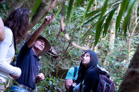 Natural Bridge & Springbrook Waterfalls Tour - Tourism Gold Coast 4