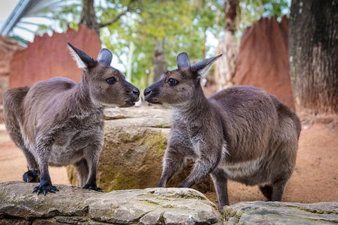 Australia Multi-City Attractions Pass - Tourism Gold Coast 4