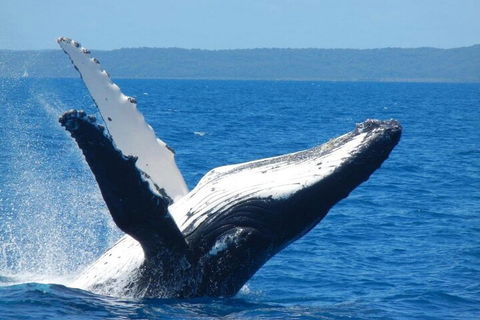 Mooloolaba Whale Watching Tour - Tourism Gold Coast 0