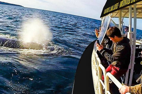 Mooloolaba Whale Watching Tour - Tourism Gold Coast 2