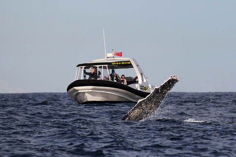 Mooloolaba Whale Watching Tour - Tourism Gold Coast 3