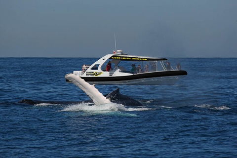 Mooloolaba Whale Watching Tour - Tourism Gold Coast 5