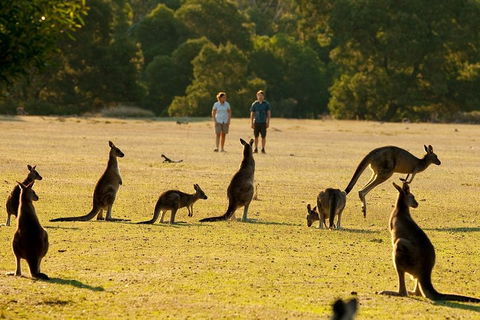 Two Day Melbourne To Adelaide Tour - Great Ocean Road & Grampians - Tourism Gold Coast 5