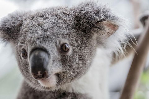 Ultimate Sydney Pass - Tourism Gold Coast 2