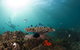 3-Hour Byron Bay Certified Scuba Diving Tour - thumb 4
