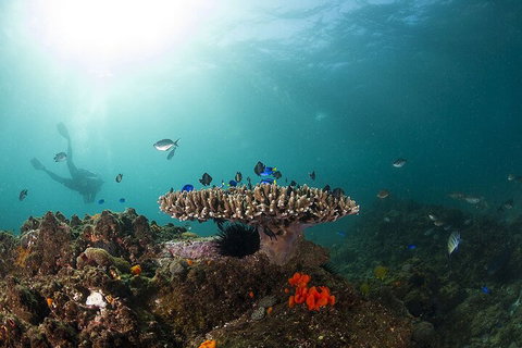 3-Hour Byron Bay Certified Scuba Diving Tour - Gold Coast 4