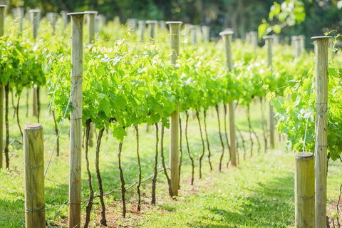 Deluxe Winery Tour To Tamborine Mountain, Includes Gourmet Two Course Lunch - Tourism Gold Coast 5