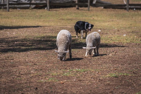 Small-Group Phillip Island Penguin Parade Day Tour From Melbourne - Tourism Gold Coast 2