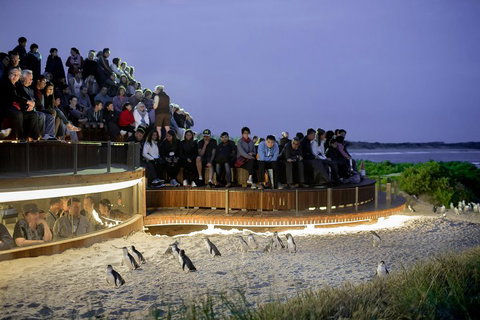Small-Group Phillip Island Penguin Parade Day Tour From Melbourne - Tourism Gold Coast 3
