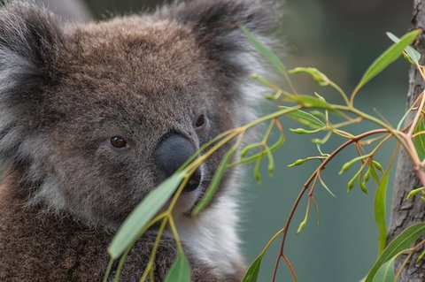 Small-Group Phillip Island Penguin Parade Day Tour From Melbourne - Tourism Gold Coast 4