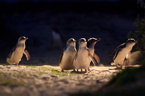 Small-Group Phillip Island Penguin Parade Day Tour From Melbourne - Tourism Gold Coast 5