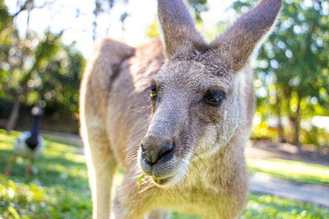 Virtual Interactive Australian Wildlife Tour With Private Guide-Wildlife Habitat - Gold Coast 2