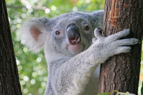 Virtual Interactive Australian Wildlife Tour With Private Guide-Wildlife Habitat - Gold Coast 3