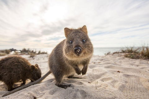 Rottnest Bayseeker Bus Tour From Hillarys Boat Harbour - Tourism Gold Coast 1