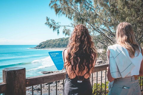 Sunshine Coast Hinterland And Noosa Day Trip From Brisbane Including Eumundi Markets And Ginger Factory - Tourism Gold Coast 2