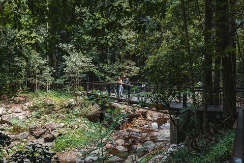 Springbrook AndTamborine Rainforest Tour Incl Natural Bridge And Glow Worm Cave - Tourism Gold Coast 3