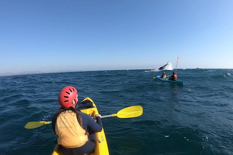 Kayaking With Dolphins In Byron Bay Guided Tour - Gold Coast 3