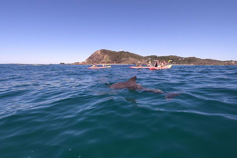 Kayaking With Dolphins In Byron Bay Guided Tour - Gold Coast 5