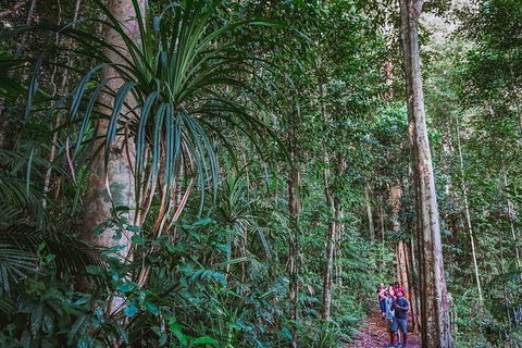 Atherton Tablelands Rain Forest By Night From Cairns - Tourism Gold Coast 0