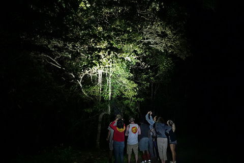 Atherton Tablelands Rain Forest By Night From Cairns - Tourism Gold Coast 2