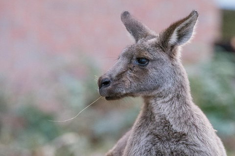 Grampians National Park With Kangaroos And MacKenzie Falls From Melbourne - Tourism Gold Coast 0