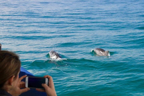 Julian Rocks Byron Bay Cruise - Gold Coast 1